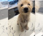 Small Mutt