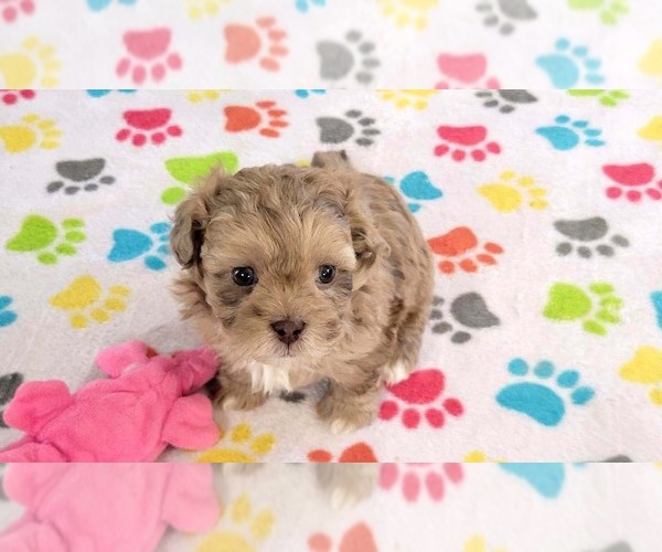 Medium Photo #15 ShihPoo Puppy For Sale in ORO VALLEY, AZ, USA