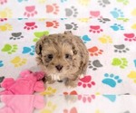 Small #14 ShihPoo