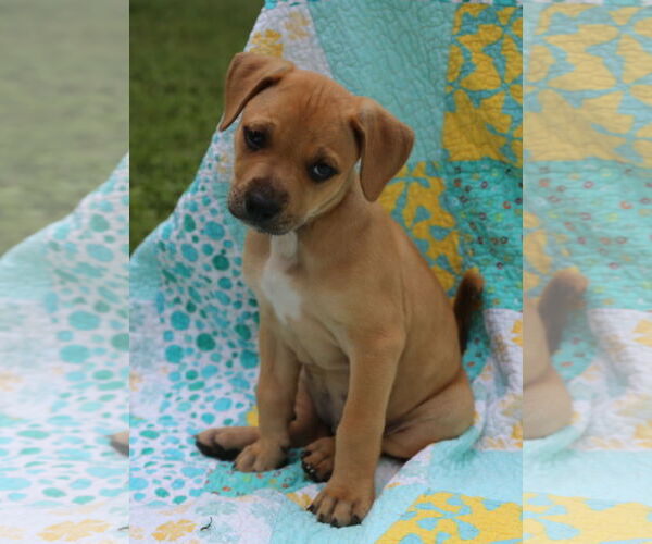 Medium Photo #5 Mutt Puppy For Sale in Wakefield, RI, USA