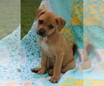 Small #4 Mutt