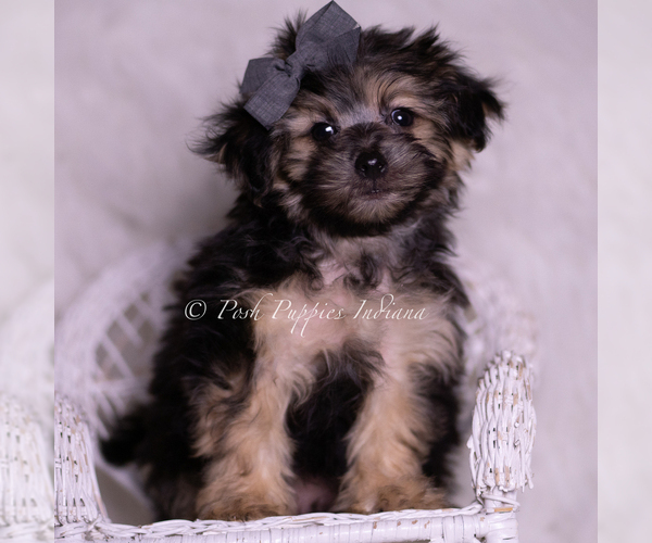 Medium Photo #5 Morkie Puppy For Sale in WARSAW, IN, USA