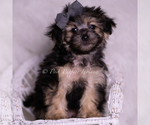 Small #4 Morkie