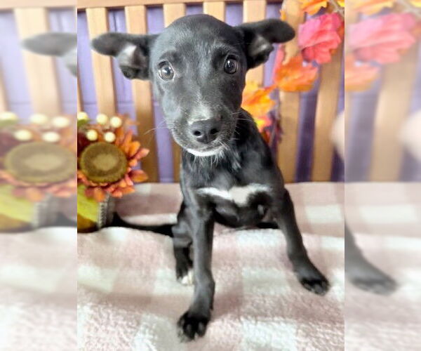 Medium Photo #2 Feist Terrier-Unknown Mix Puppy For Sale in Genesee, WI, USA