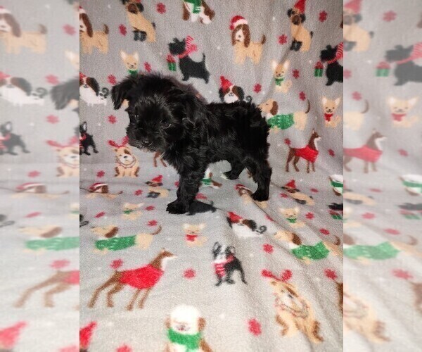 Medium Photo #25 YorkiePoo Puppy For Sale in LAPEER, MI, USA