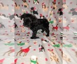 Small Photo #25 YorkiePoo Puppy For Sale in LAPEER, MI, USA