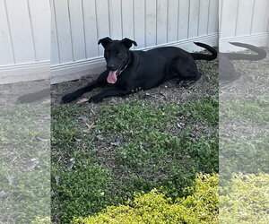 Daiquiri - Female Labrador Retriever Dog for Adoption - Photo #2