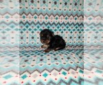 Puppy Holly Yorkshire Terrier