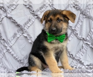 German Shepherd Dog Puppy for sale in LANCASTER, PA, USA
