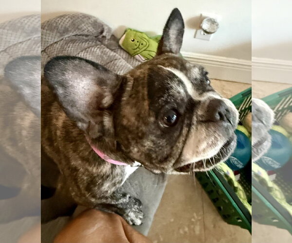 Medium Photo #2 French Bulldog Puppy For Sale in Boca Raton, FL, USA