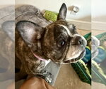 Small #1 French Bulldog