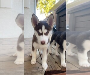 Siberian Husky Puppy for sale in CITRUS HEIGHTS, CA, USA