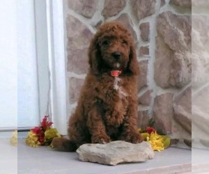 Goldendoodle Puppy for sale in GORDONVILLE, PA, USA
