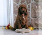 Small Goldendoodle