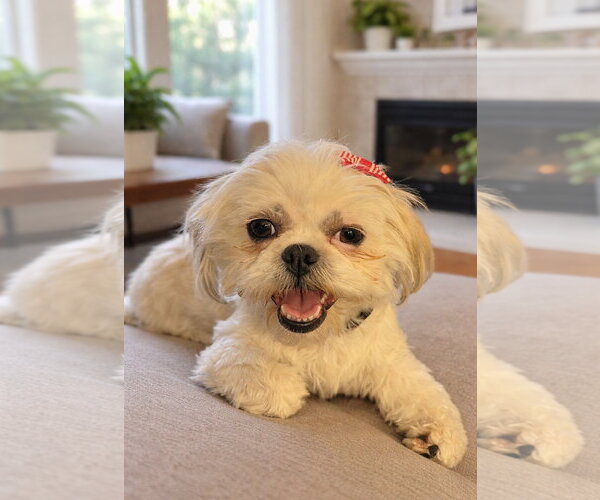 Medium Photo #3 Shih Tzu Puppy For Sale in Omaha, NE, USA