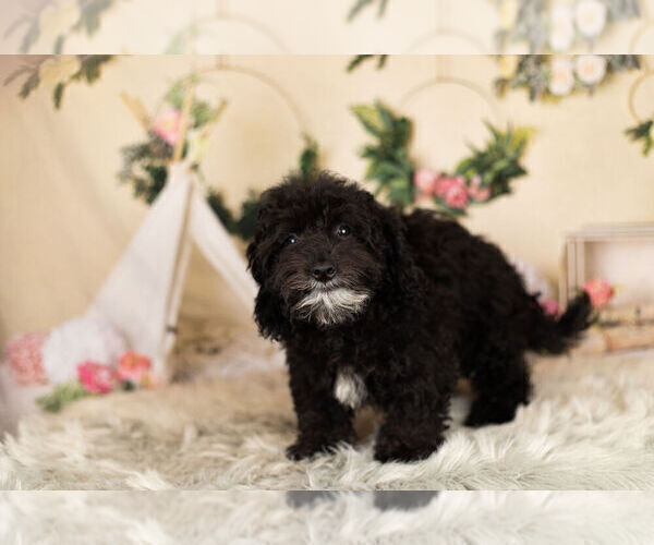 Medium Photo #5 Goldendoodle-Poodle (Miniature) Mix Puppy For Sale in WARSAW, IN, USA