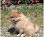 Small Photo #2 Pomeranian Puppy For Sale in KEENES, IL, USA