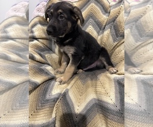 German Shepherd Dog Puppy for sale in MILFORD, MI, USA