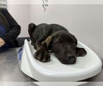 Small #4 Labrador Retriever Mix