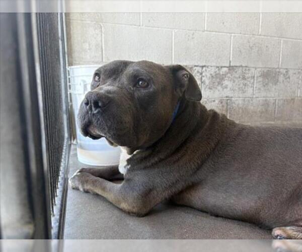 Medium Photo #1 American Pit Bull Terrier Puppy For Sale in San Bernardino, CA, USA