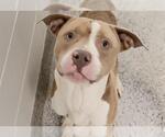 BUBBA - Male Mutt Dog for Adoption - Small photo
