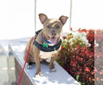 Small #3 Chihuahua Mix
