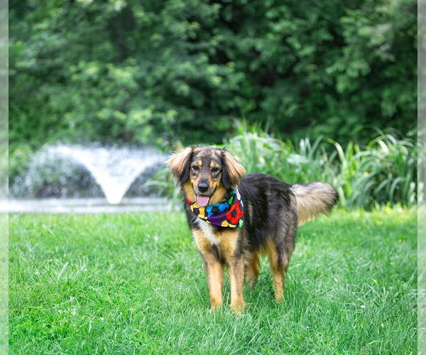 Medium Photo #3 Australian Shepherd-Unknown Mix Puppy For Sale in Unionville, PA, USA
