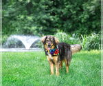 Small #2 Australian Shepherd Mix