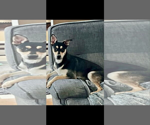 Medium Photo #10 Mutt Puppy For Sale in Germantown, OH, USA