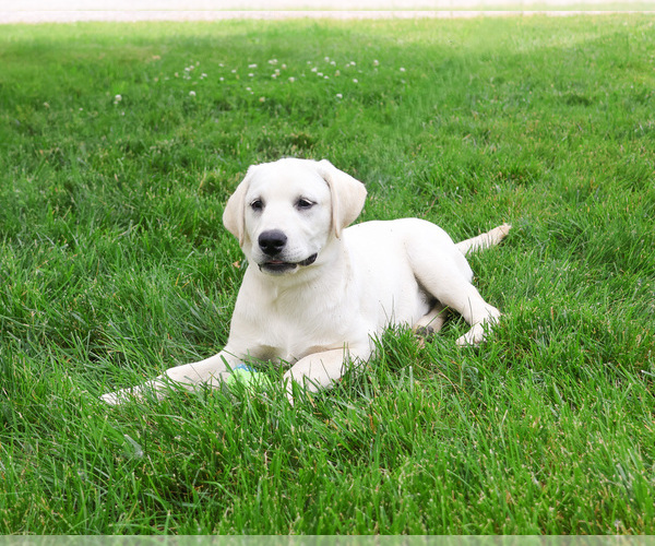 Medium Photo #5 Labrador Retriever Puppy For Sale in SYRACUSE, IN, USA