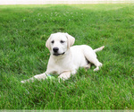 Small #4 Labrador Retriever