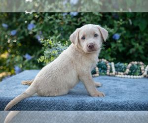 Medium Labrador Retriever