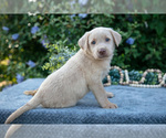 Puppy Tripp Labrador Retriever