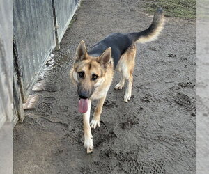 German Shepherd Dog-Unknown Mix Dogs for adoption in Riverside, CA, USA