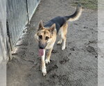 BRANDO - Male German Shepherd Dog-Unknown Mix Dog for Adoption - Small photo