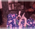 Small Photo #45 Boston Terrier-Collie Mix Puppy For Sale in COLUMBUS, OH, USA