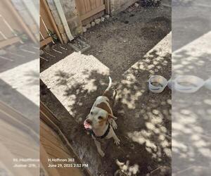 American Staffordshire Terrier-Unknown Mix Dogs for adoption in San Antonio, TX, USA