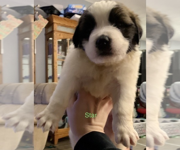 Medium Photo #2 Saint Bernard Puppy For Sale in DURANGO, IA, USA