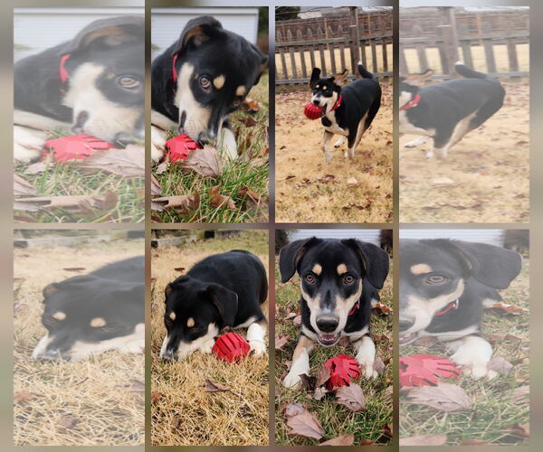 Medium Photo #1 Mutt Puppy For Sale in Doylestown, PA, USA