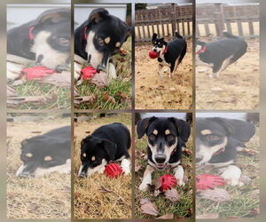 Mutt Dogs for adoption in Doylestown, PA, USA