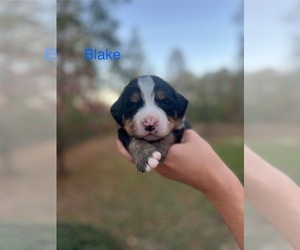 Bernese Mountain Dog Puppy for sale in LAWRENCEBURG, TN, USA