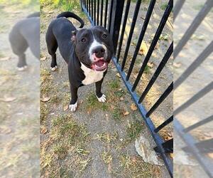 Mutt Dogs for adoption in Riverside, CA, USA