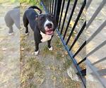 KING - Male Mutt Dog for Adoption - Small photo
