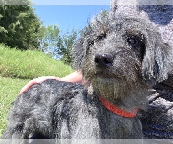 Medium Photo #10 Aussiedoodle Puppy For Sale in WILLS POINT, TX, USA
