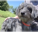 Small #9 Aussiedoodle