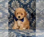 Small Photo #4 Poochon Puppy For Sale in LANCASTER, PA, USA