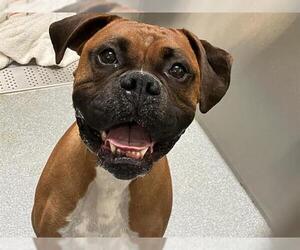Boxer Dogs for adoption in Orange, CA, USA