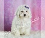 Small Photo #37 Poodle (Miniature) Puppy For Sale in WARSAW, IN, USA