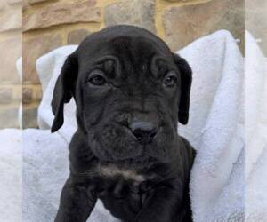 Cane Corso-Spanish Mastiff Mix Puppy for sale in GAP, PA, USA