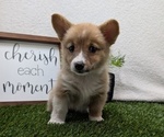 Small #5 Pembroke Welsh Corgi